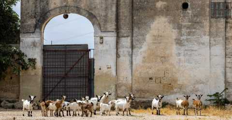 Masserie, caprette, acqua sorgiva e tanto verde: c' un angolo di Bari rimasto fermo nel tempo